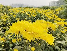 李菊福什么意思