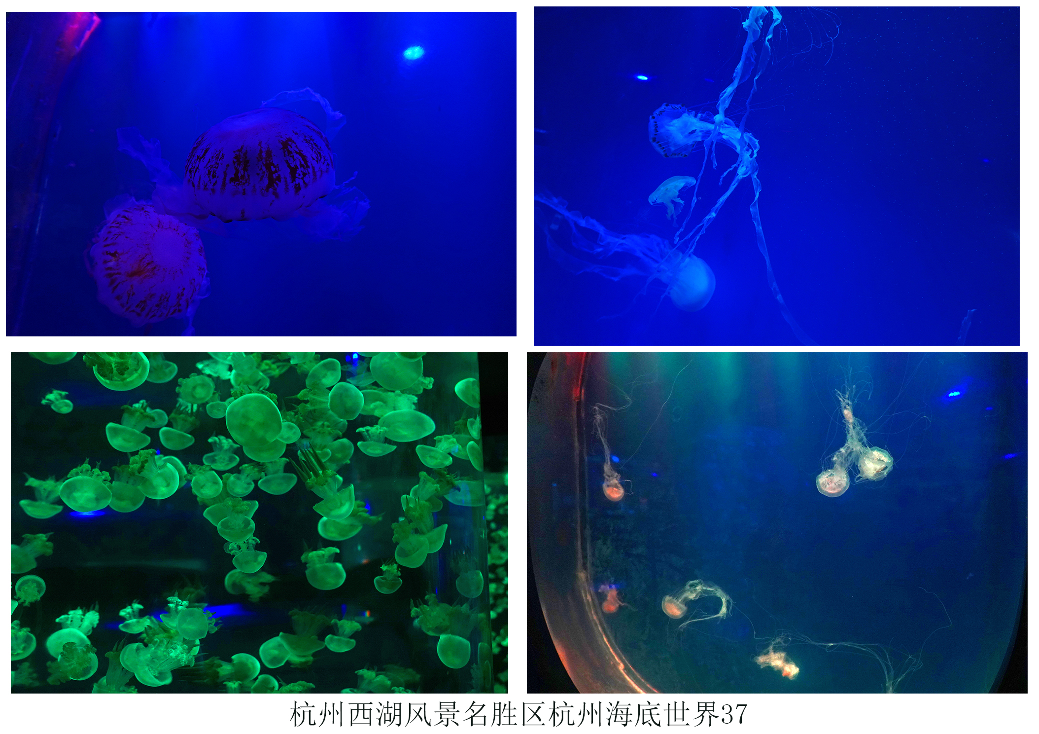 杭州海底世界门票