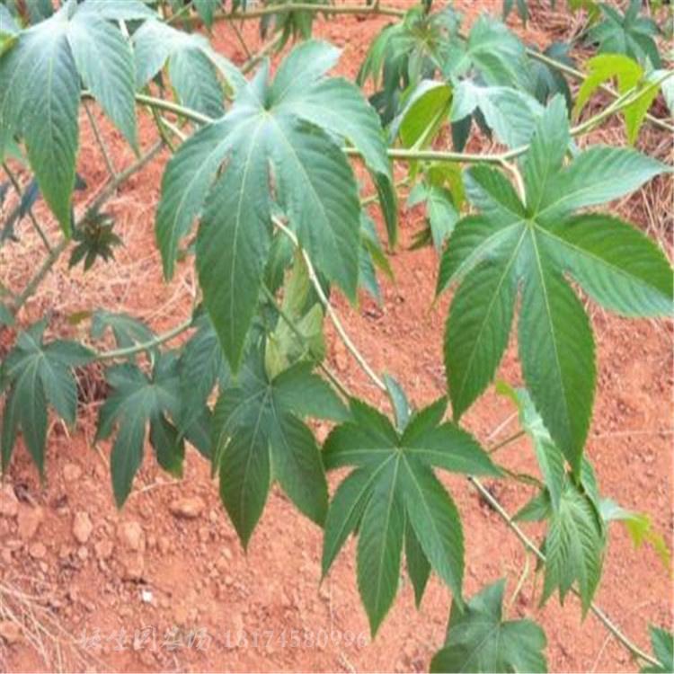 刺儿茶