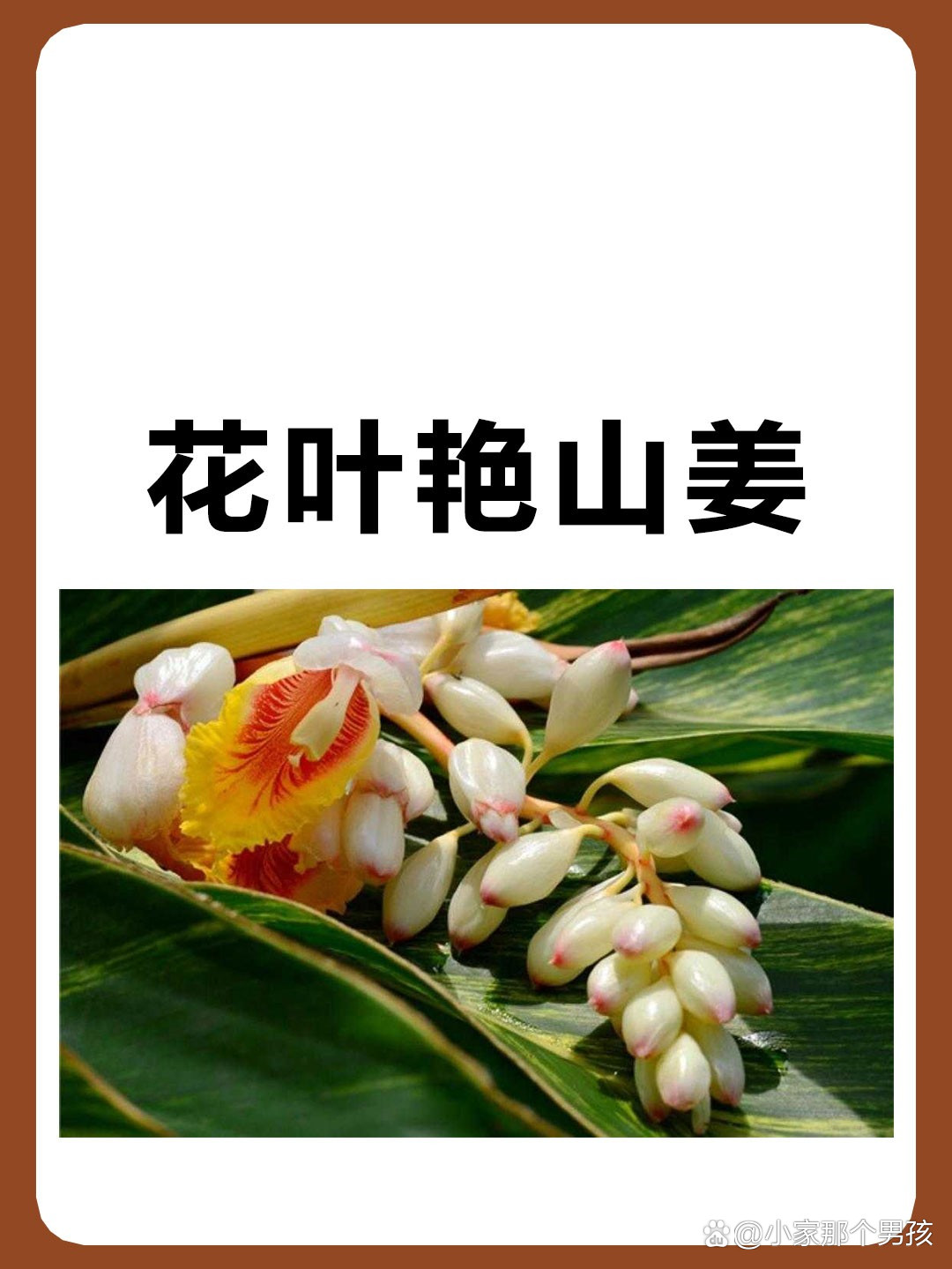 花叶艳山姜