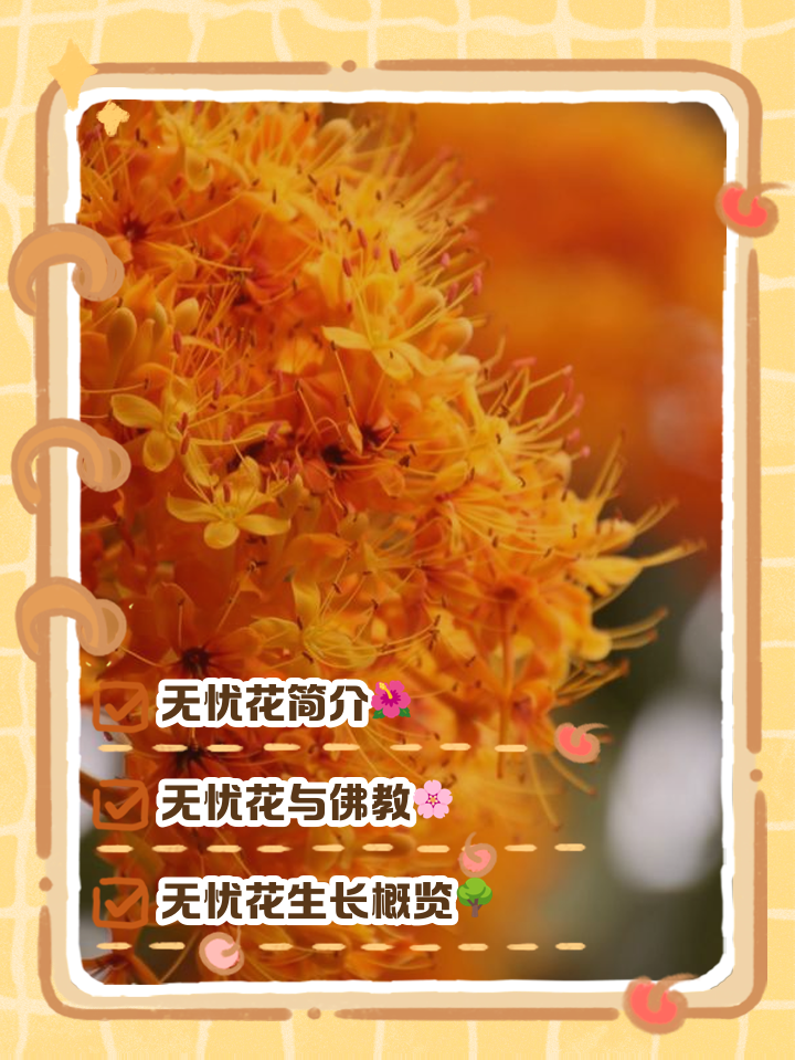 无忧花的花语是什么