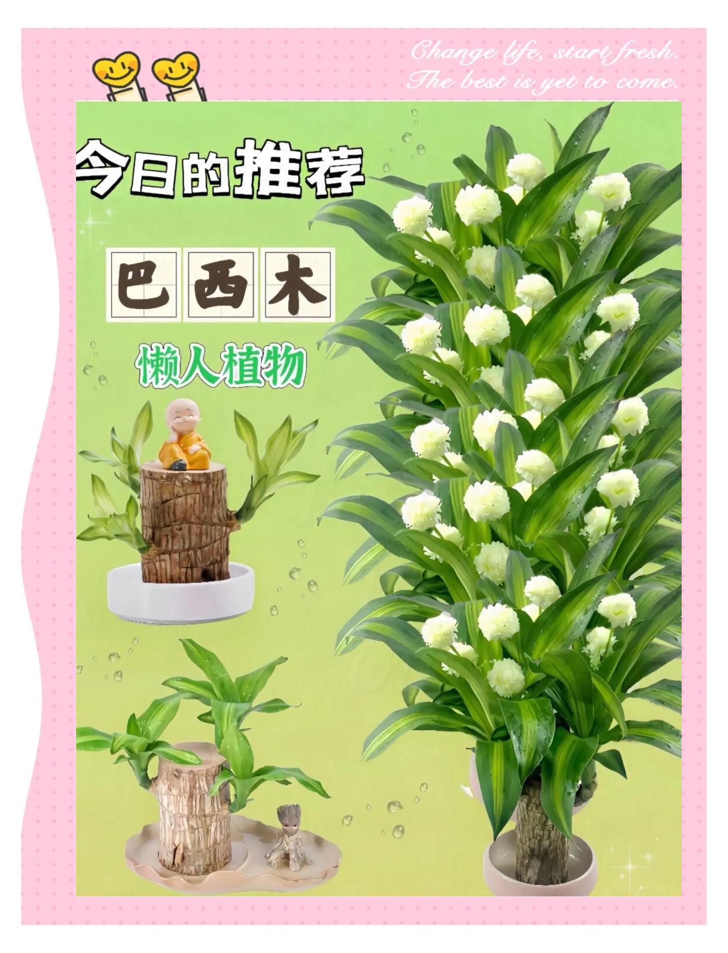 巴西木价钱