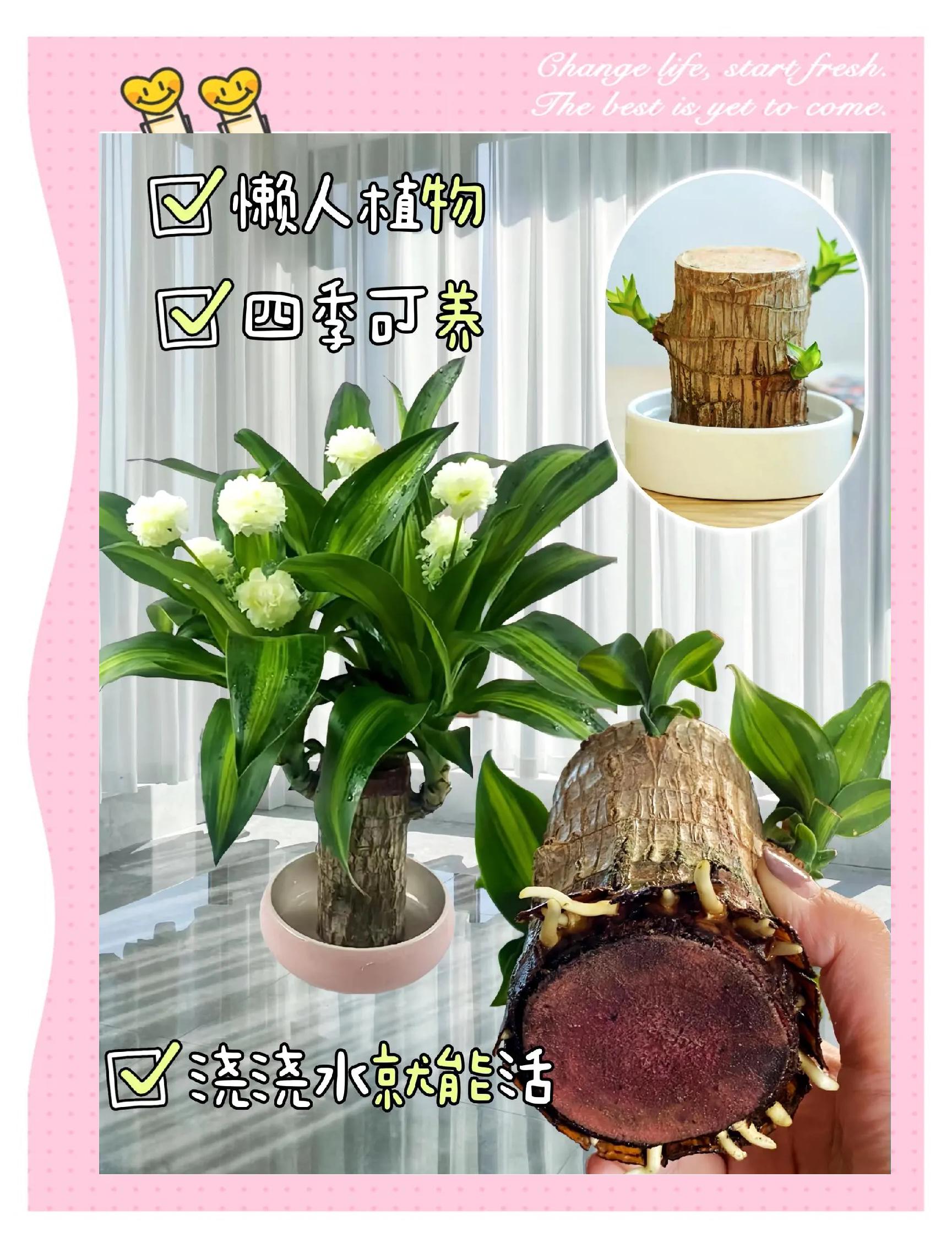 巴西木价钱