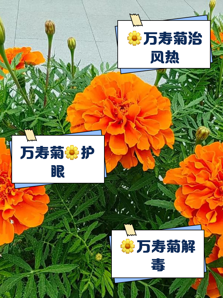万寿菊的资料