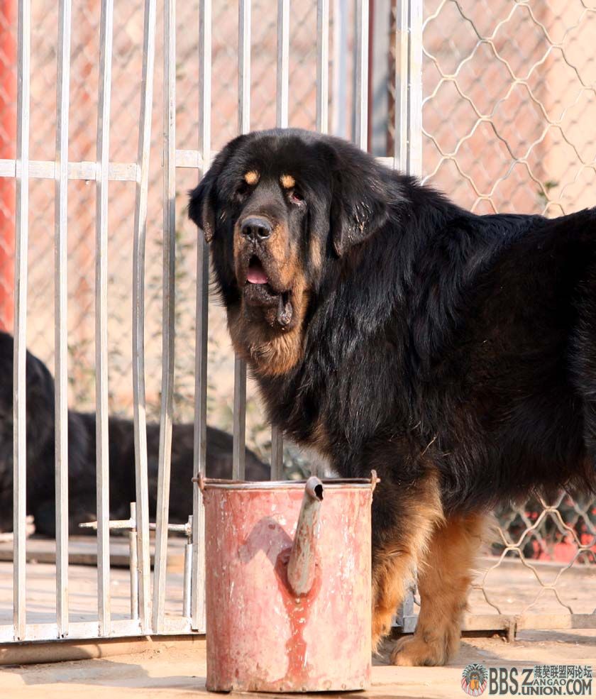 虎头獒