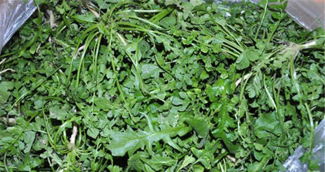 大叶香荠菜