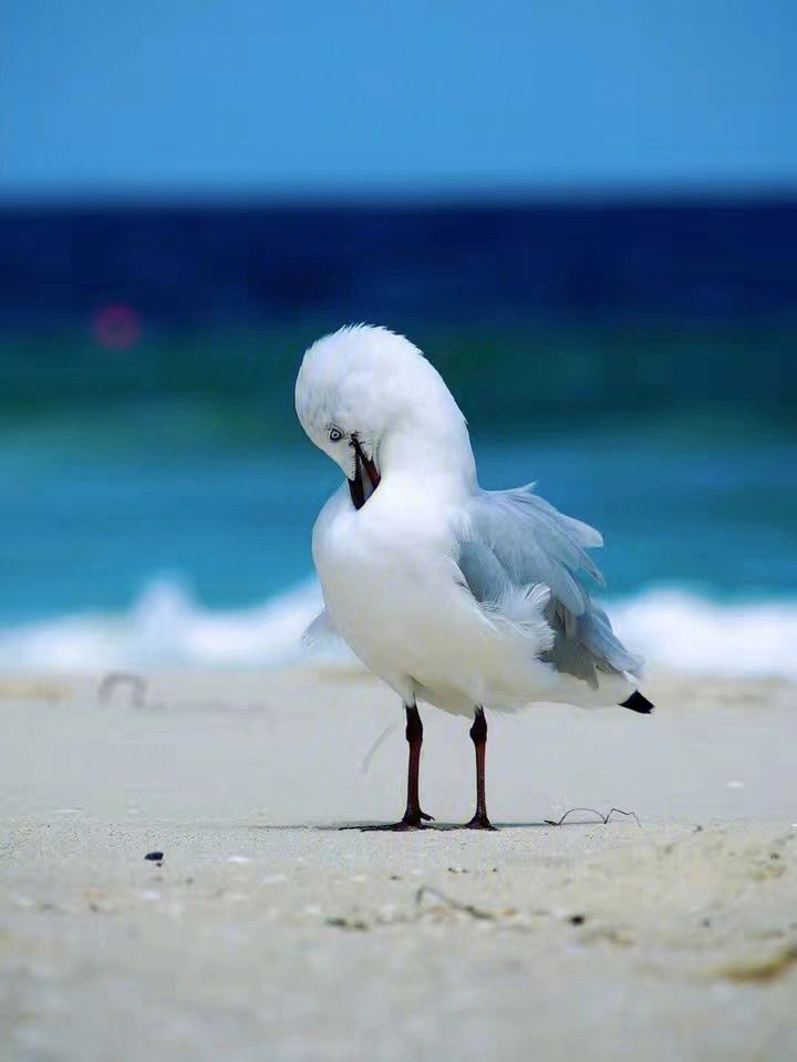 海鸟有哪些