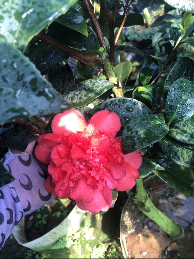 油茶树嫁接茶花