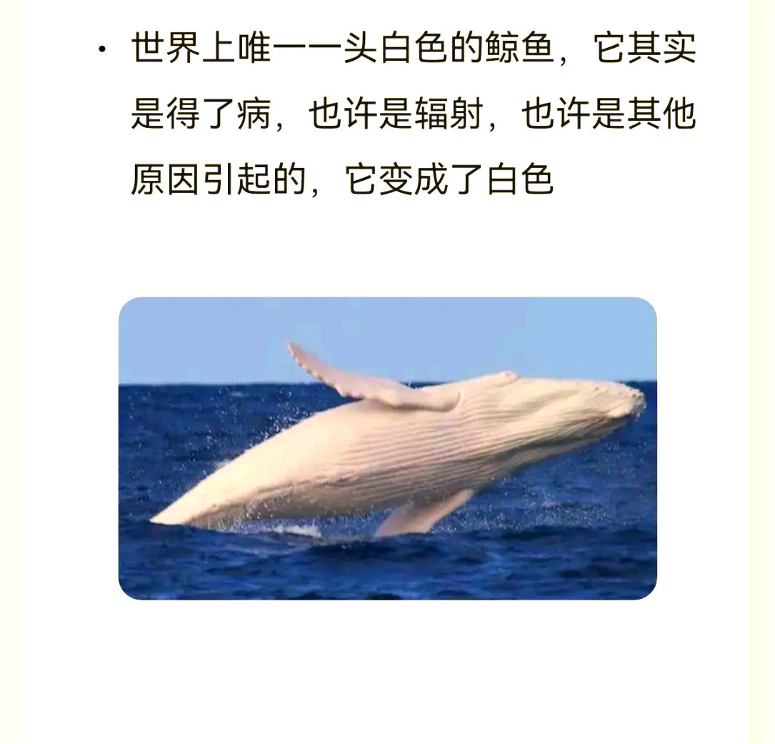 白鲸的特点