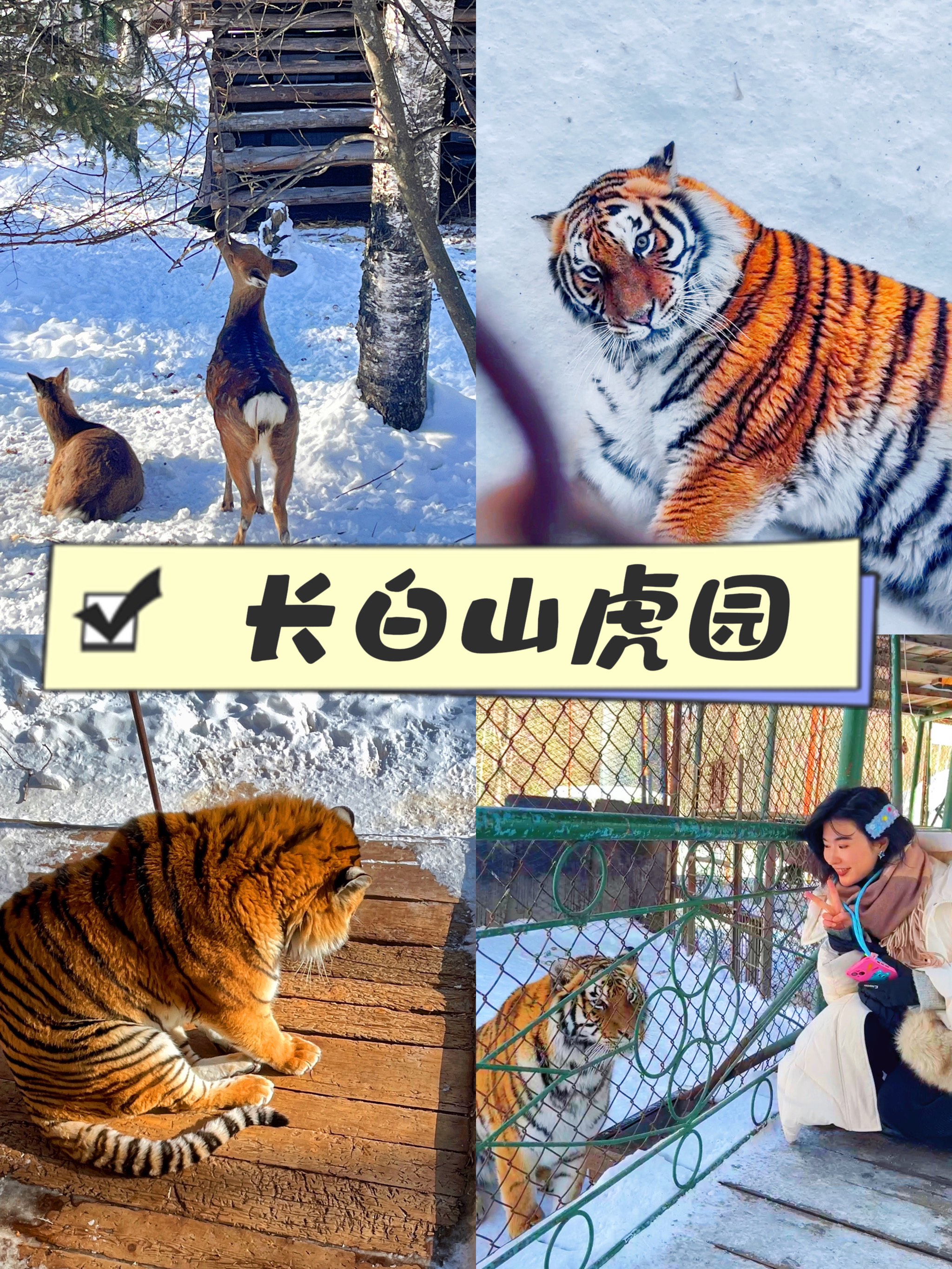 长春东北虎园门票