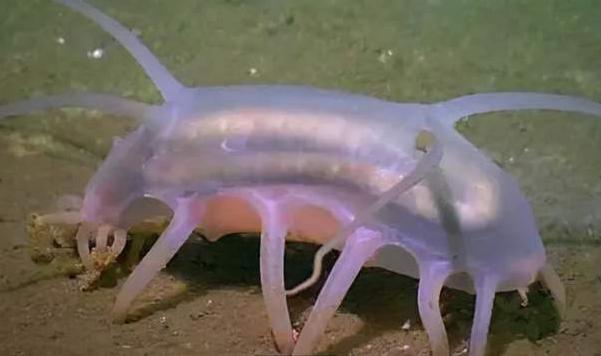 海猪能吃吗