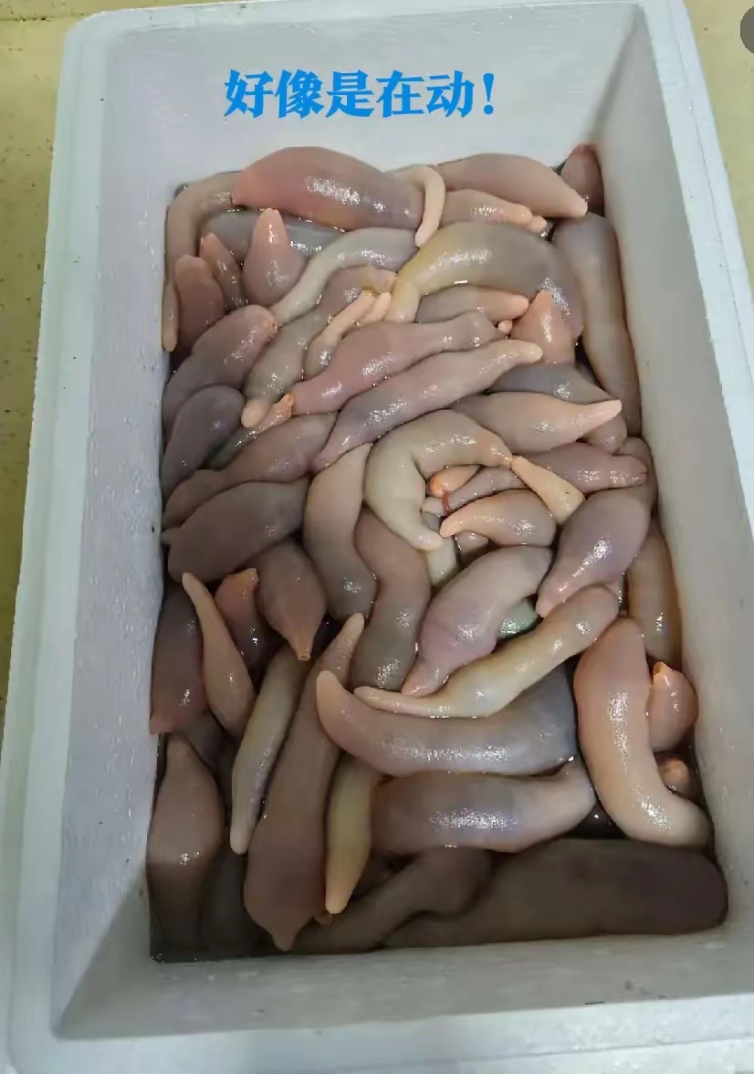 海猪能吃吗