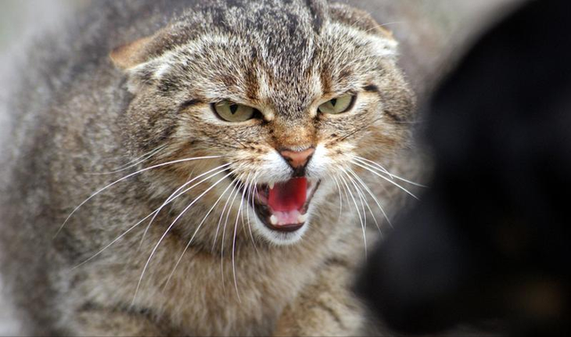 猫咪恨主人的十种表示