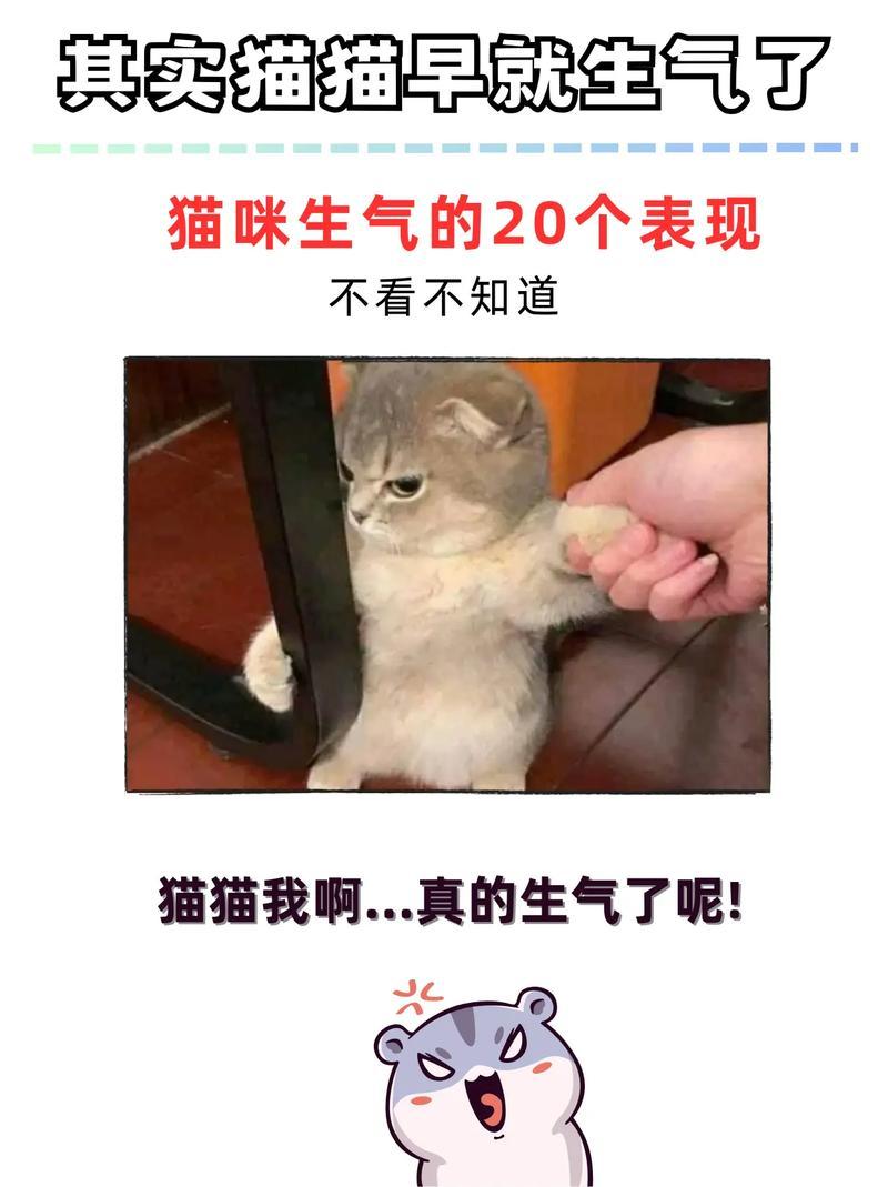猫咪恨主人的十种表示
