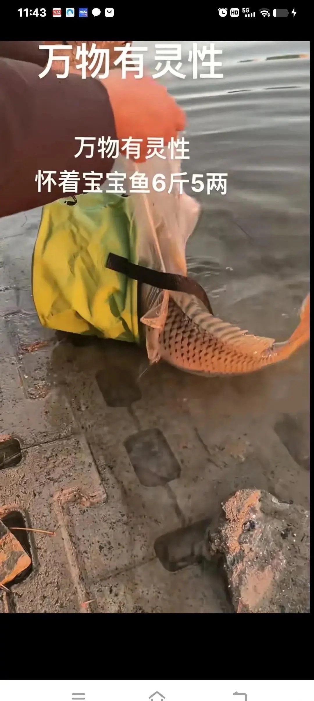 南宁捡死鱼