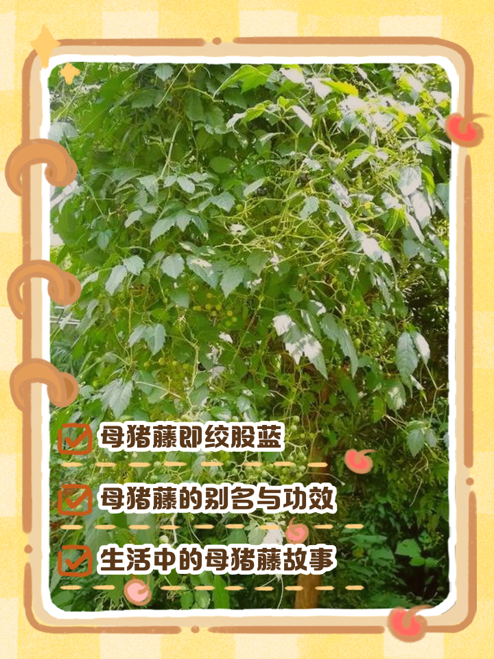 母猪藤