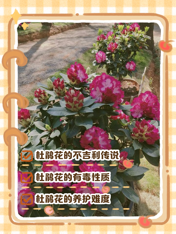 杜鹃花有毒