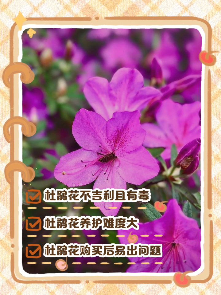 杜鹃花有毒