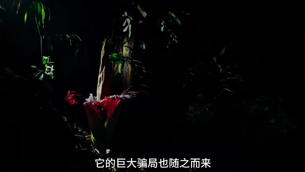 尸香魔芋花