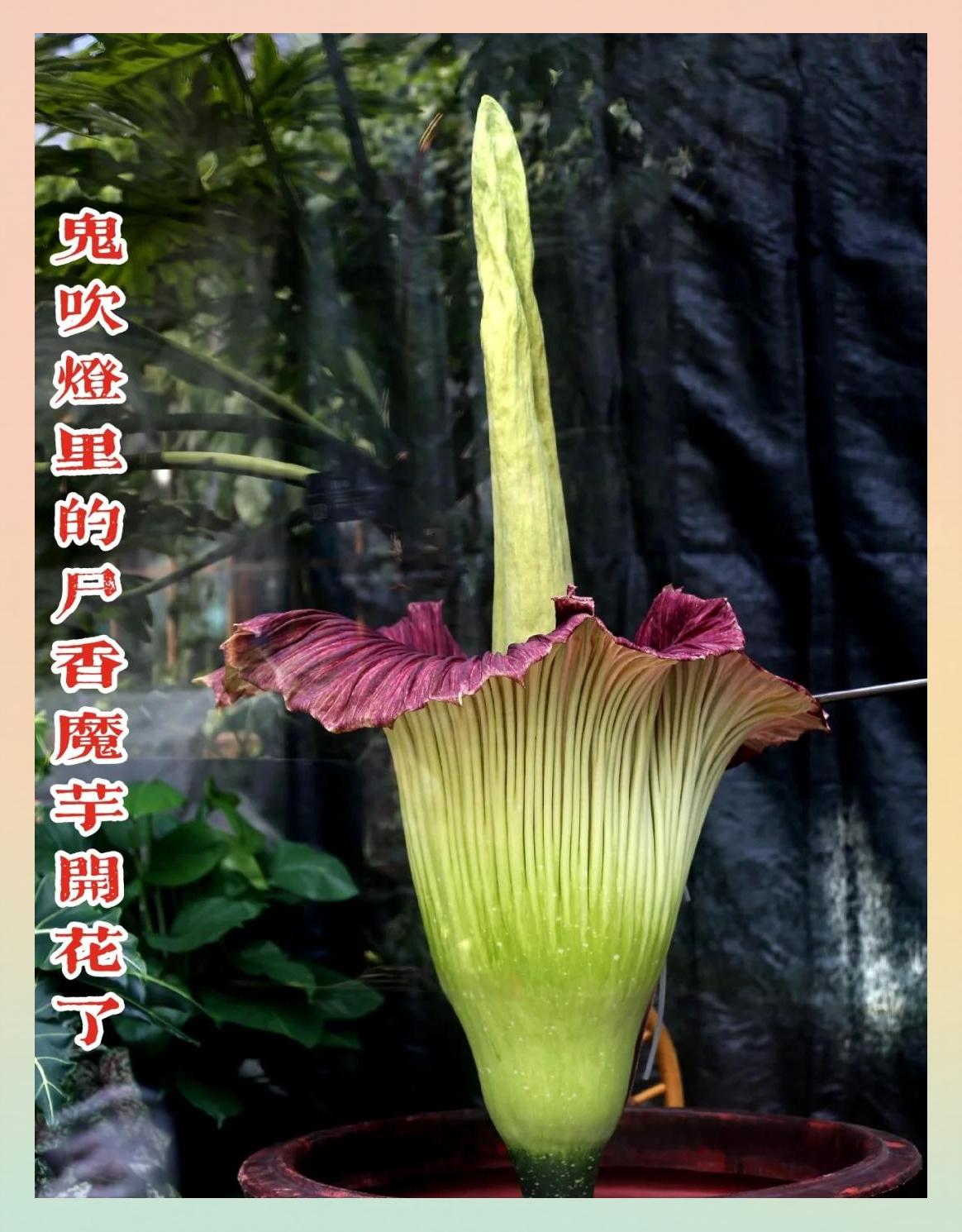 尸香魔芋花