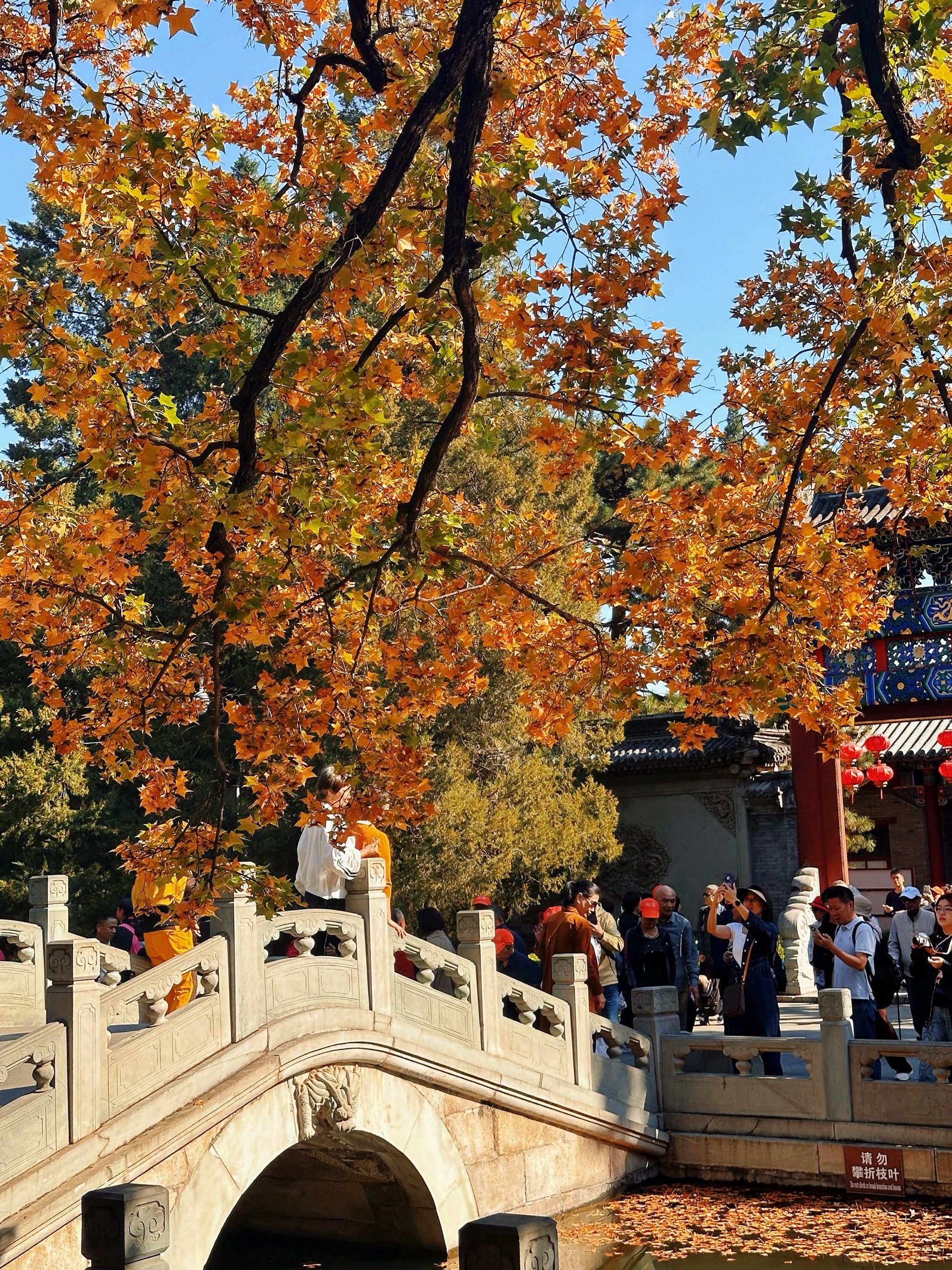 香山红叶几月份都雅