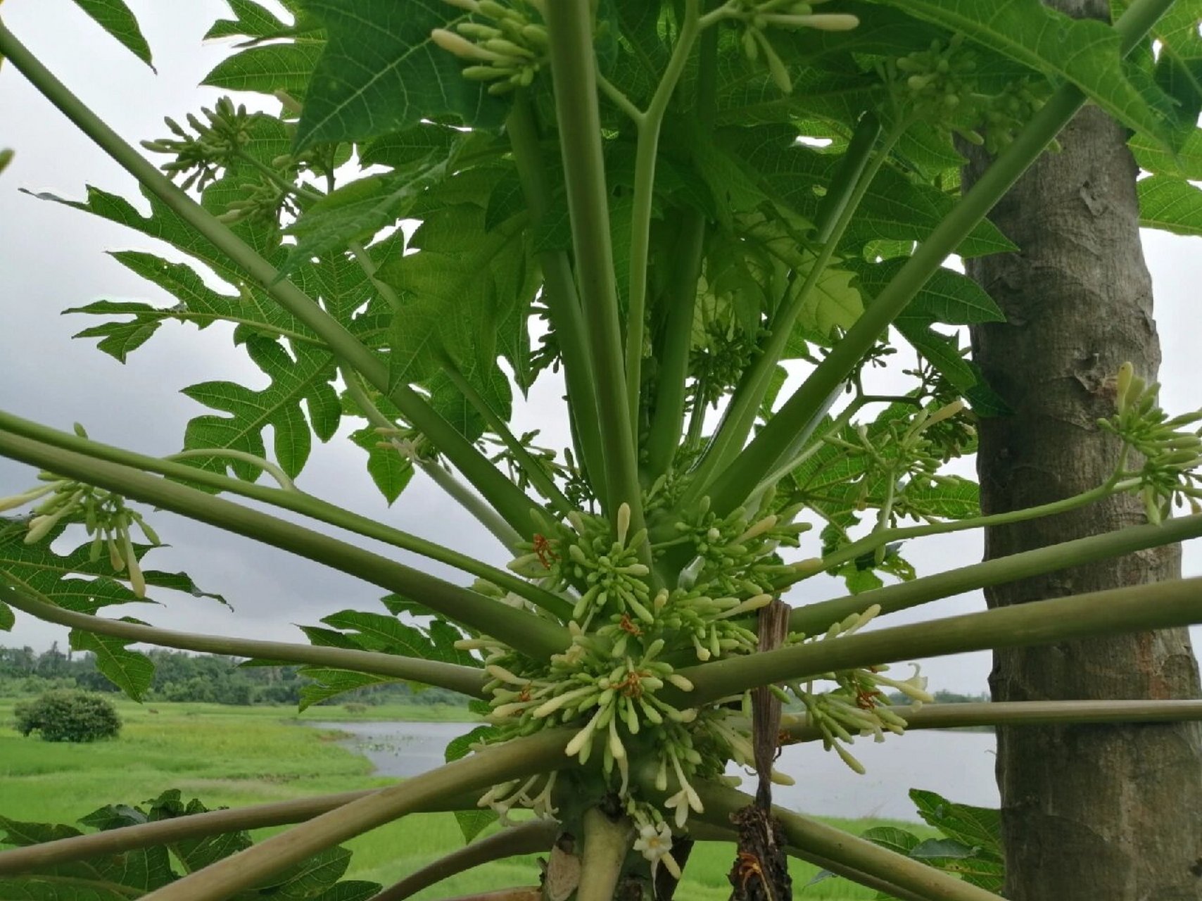 番木瓜是什么