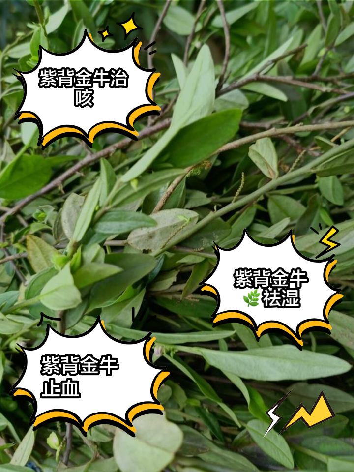 艳紫铆的成效与作用