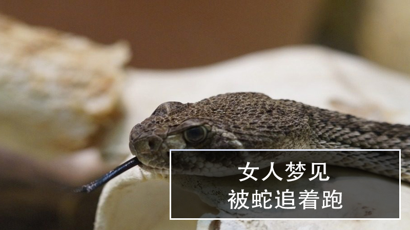梦见被僵尸追