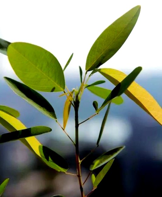 舞草