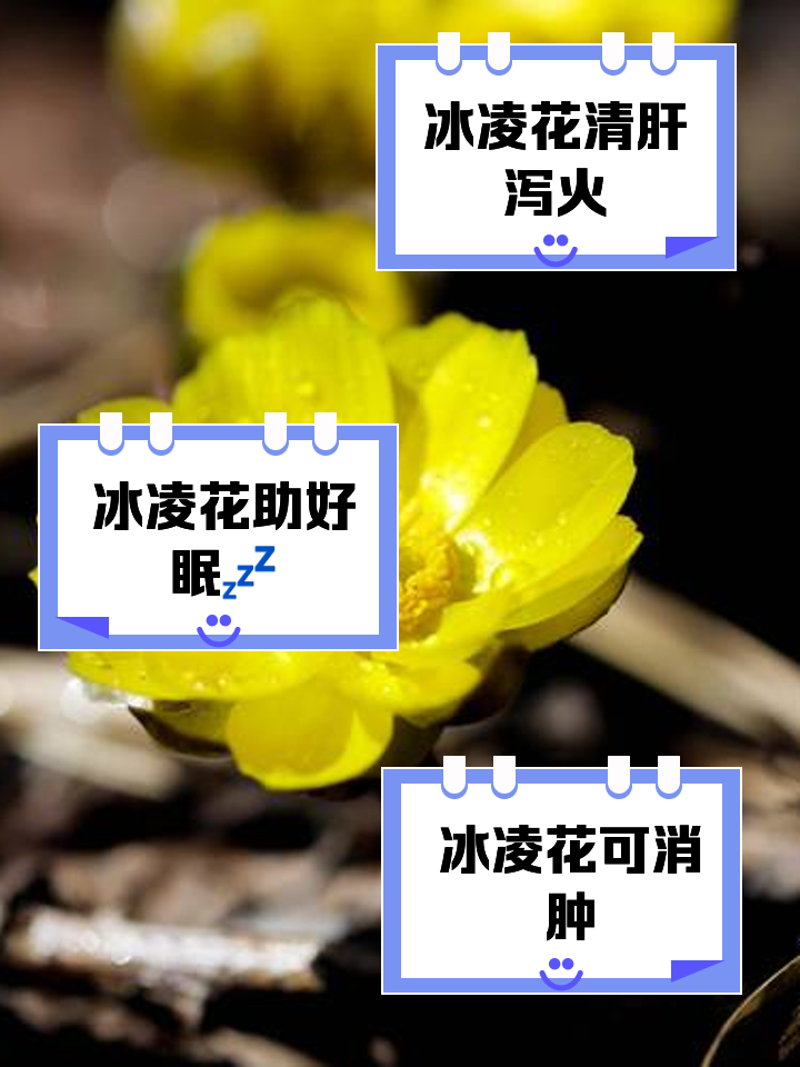 冰凌花不能卖吗