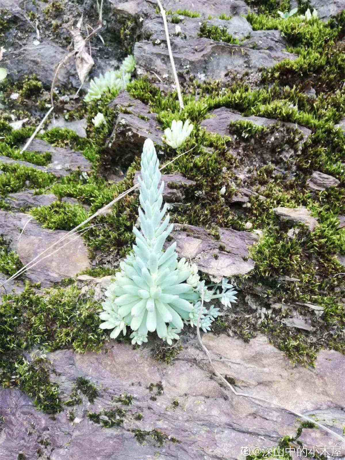 多肉植物图谱