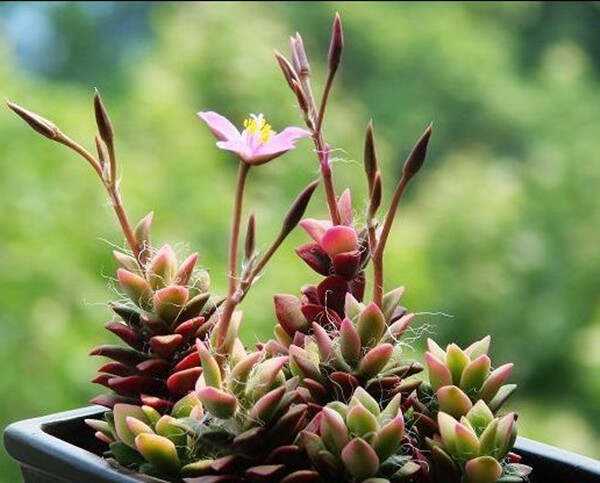 多肉植物图谱