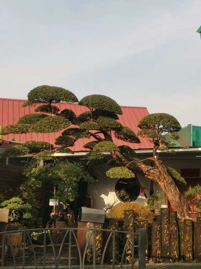 陈村花卉世界