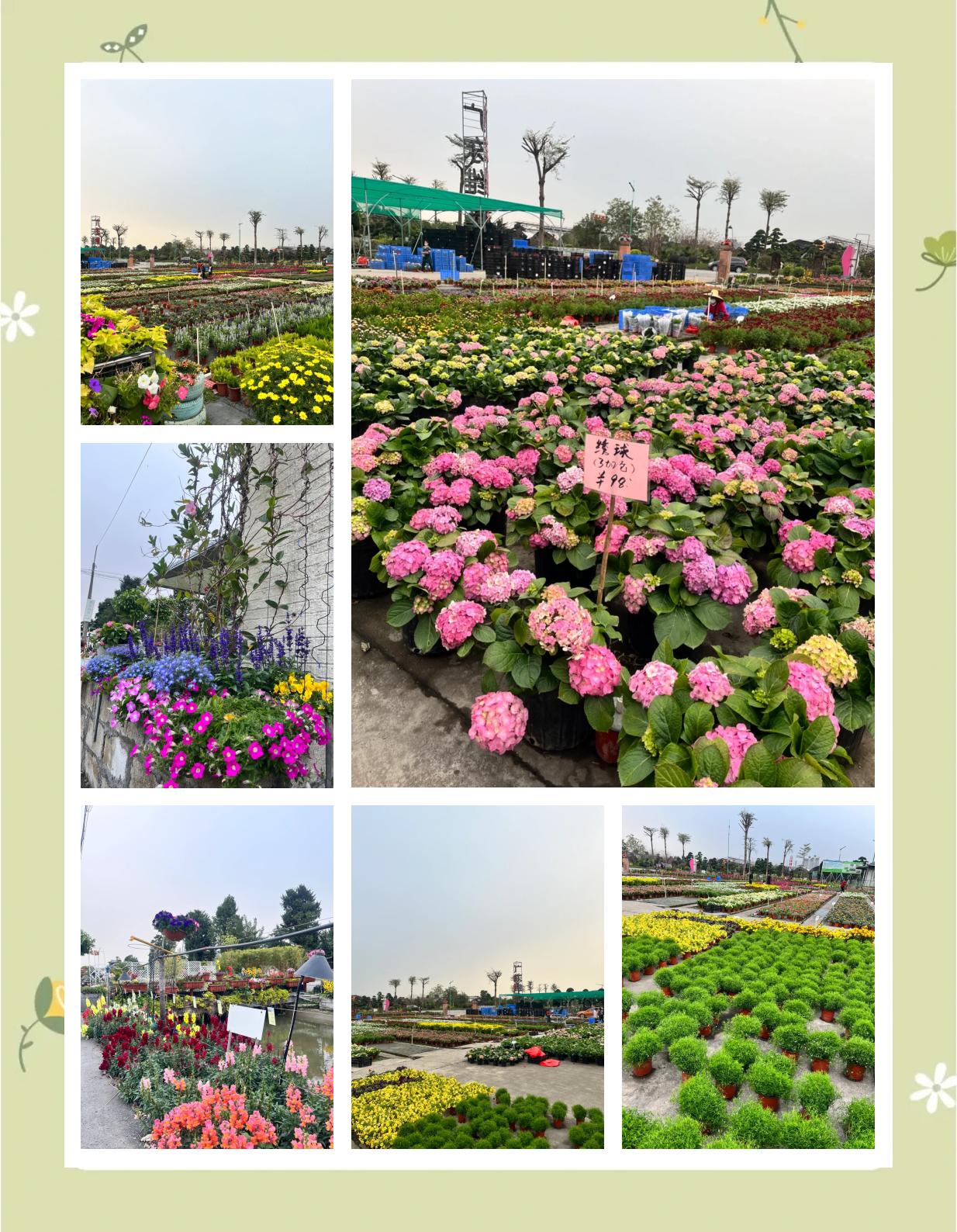 陈村花草世界