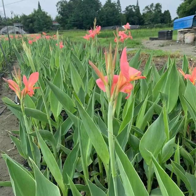 佳丽蕉的养殖