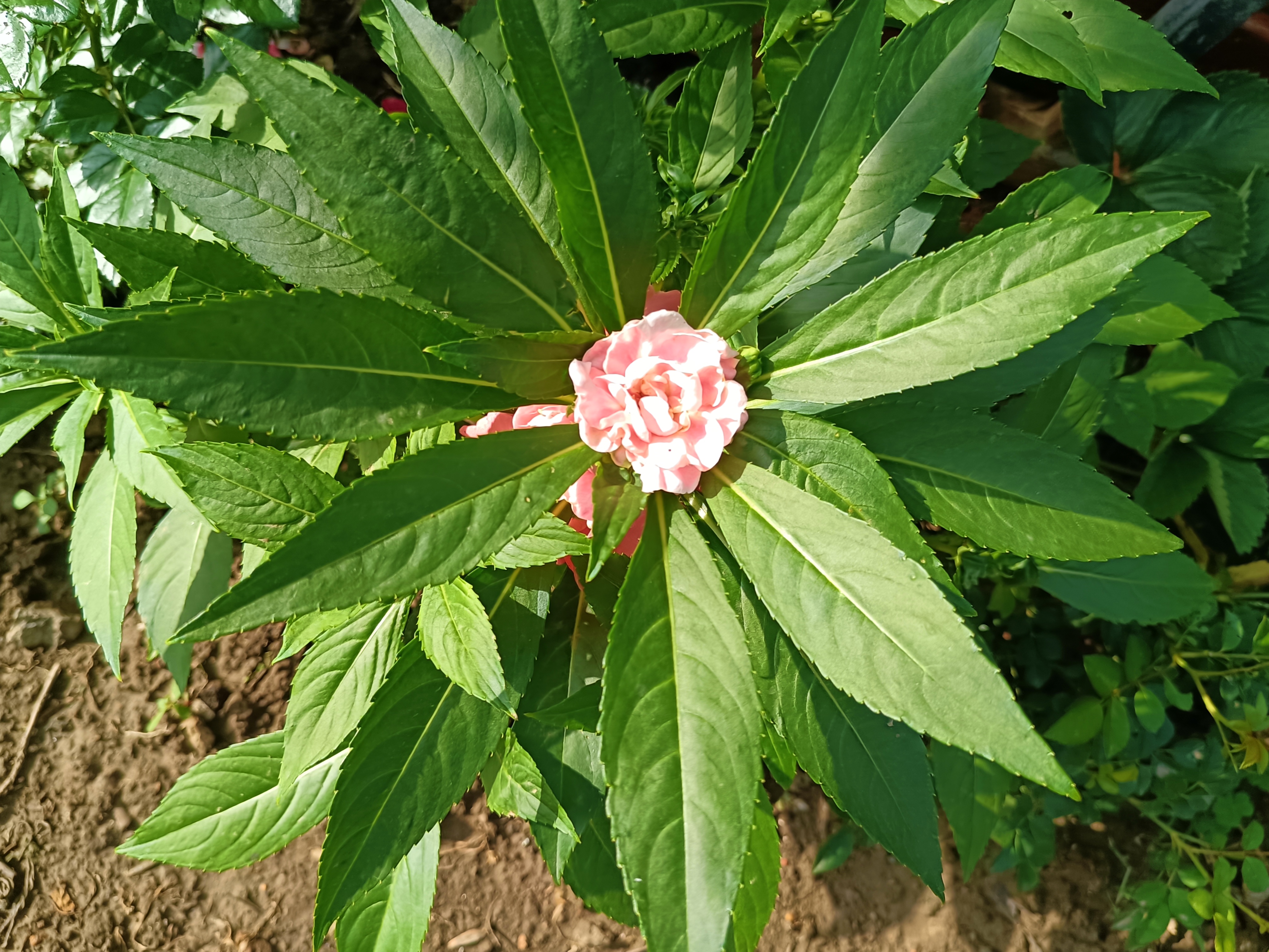 茶花凤仙