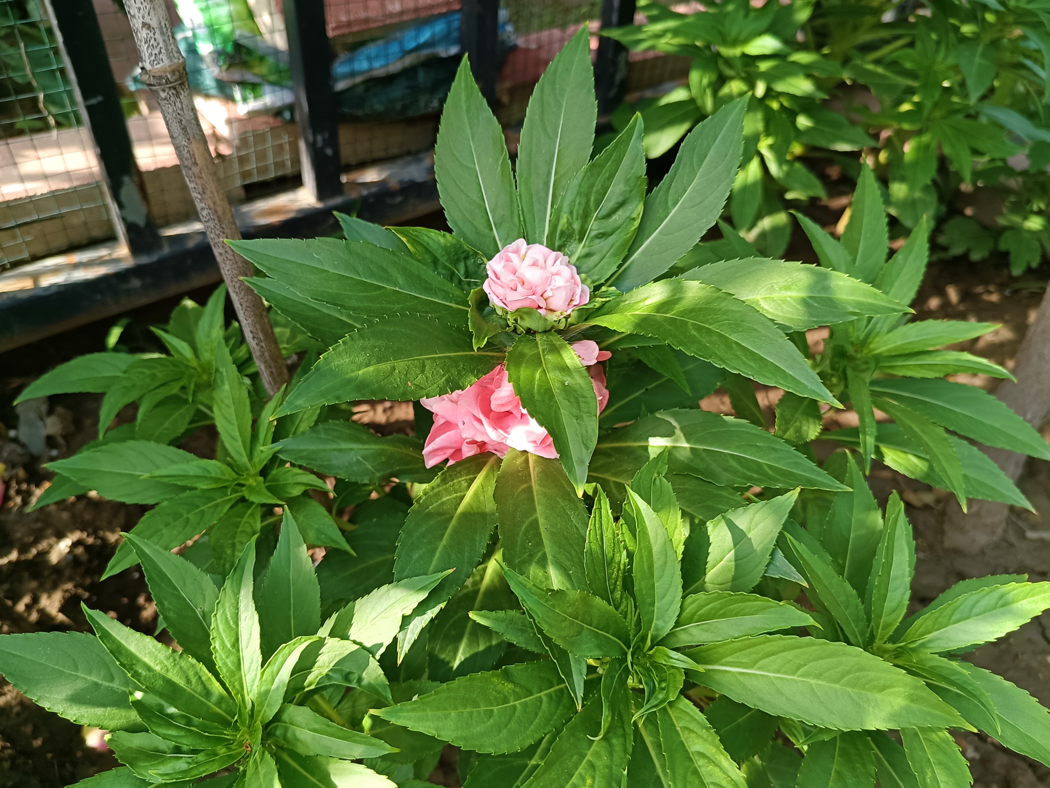 茶花凤仙