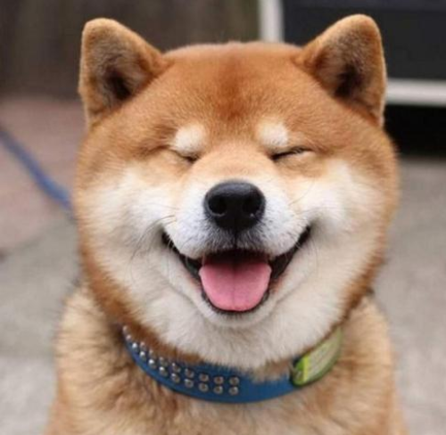 微笑狗事件