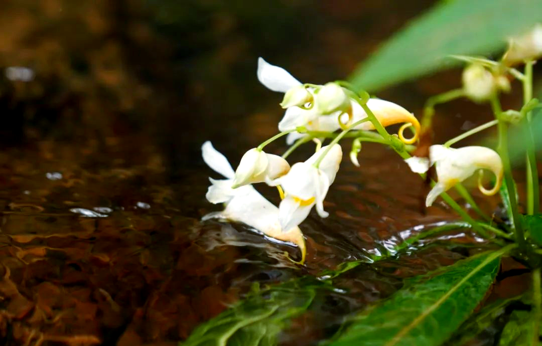 龙虾花