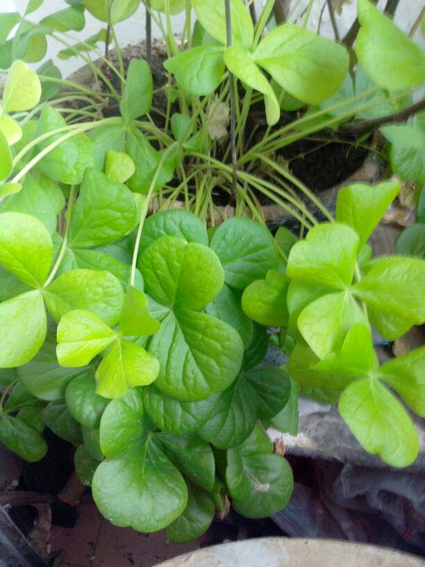 三消草