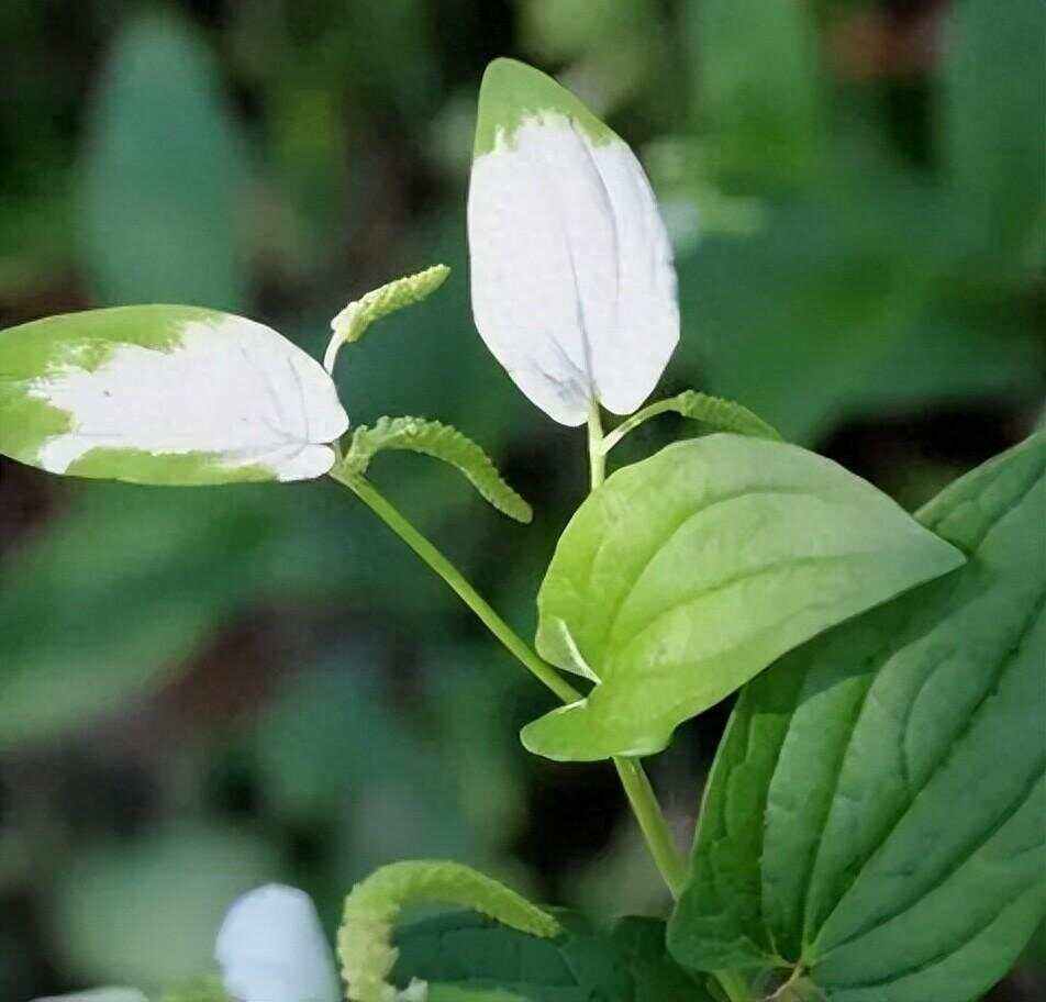 三消草