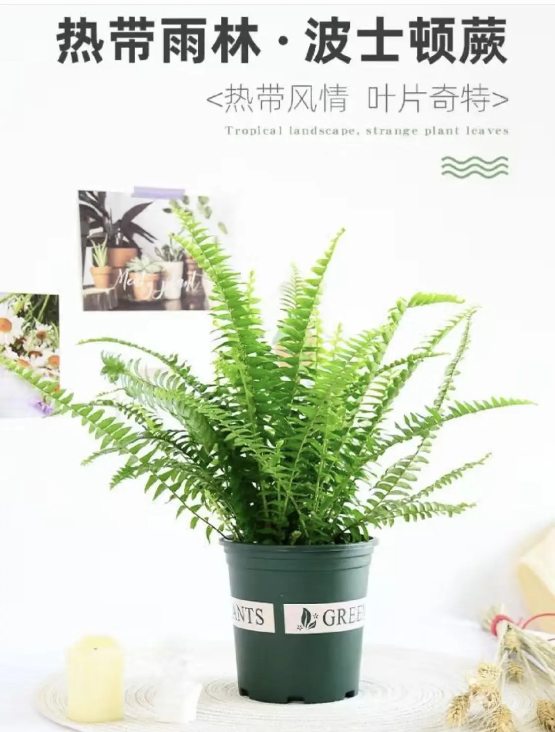 波斯顿蕨