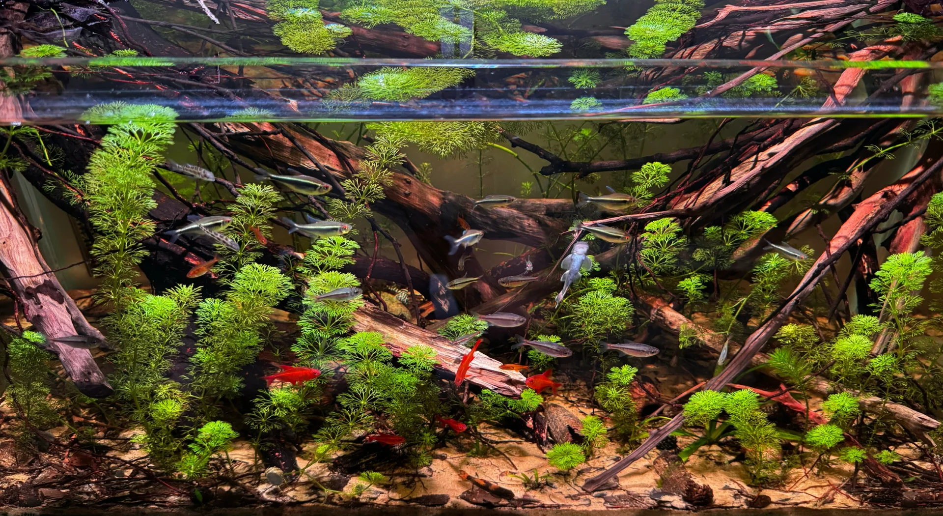 水族箱屏保