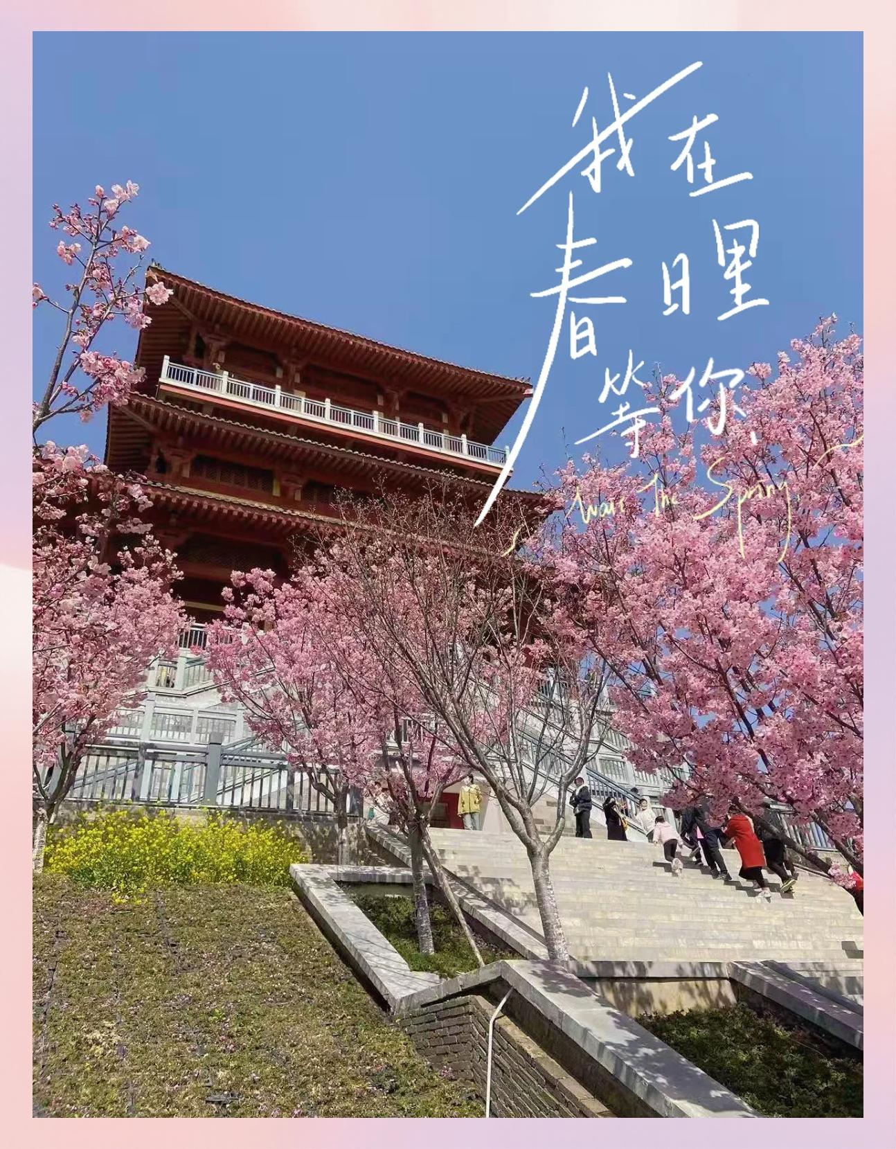 丰乐樱花圃
