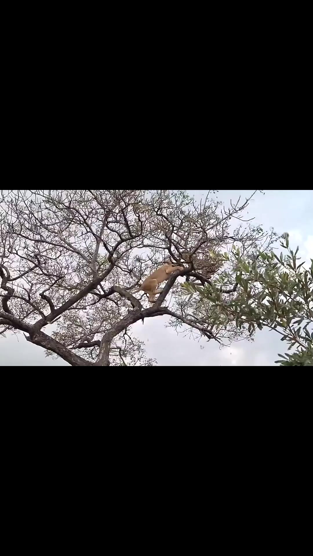 狮子会爬树吗