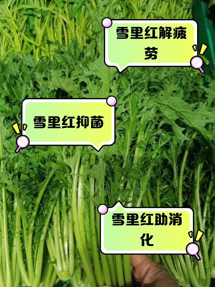 雪里红是什么