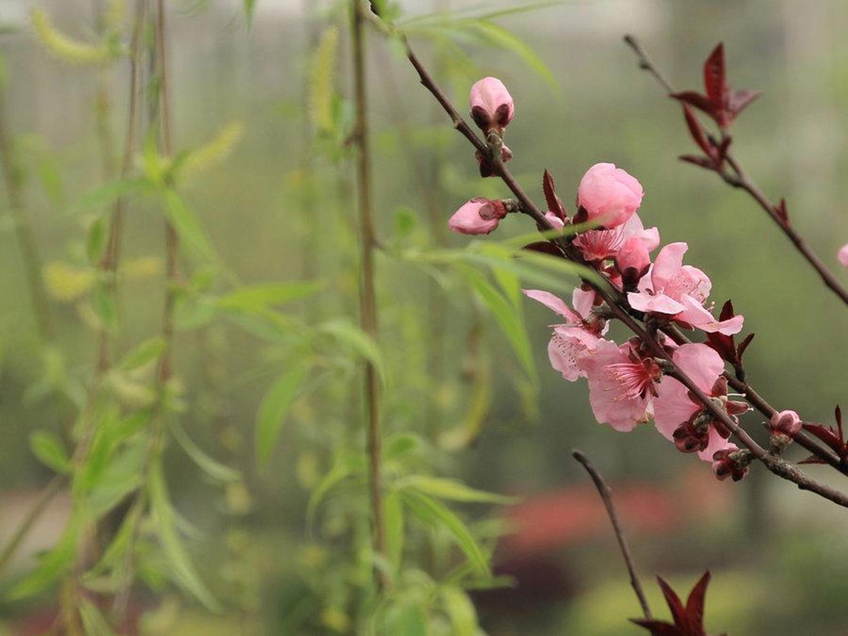 落花如梦