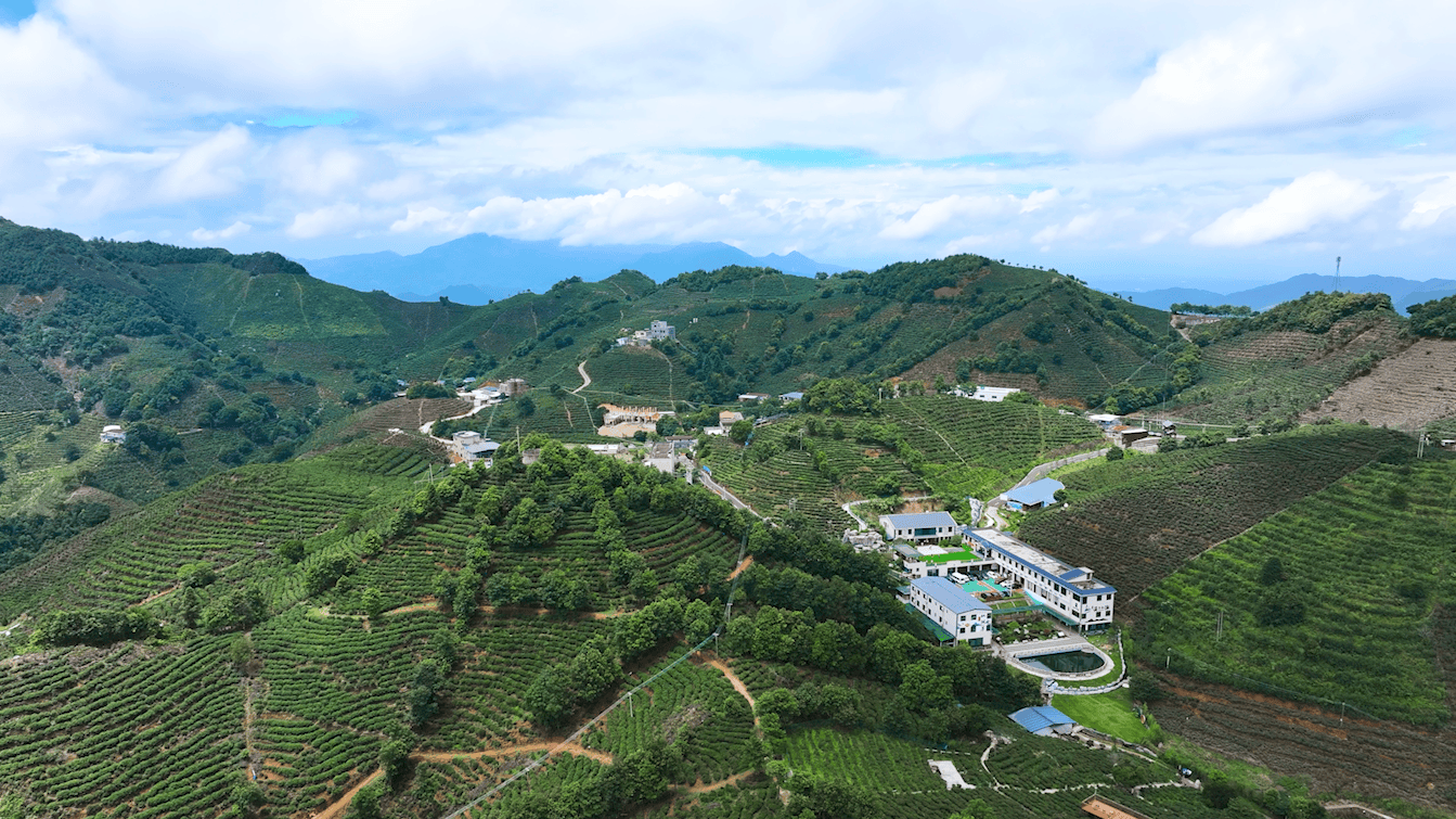 仙湖茶