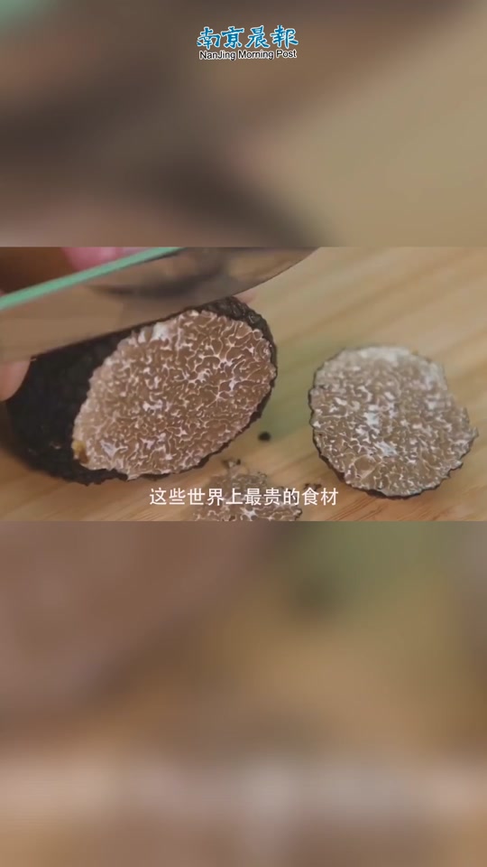 阿尔巴白松露简介
