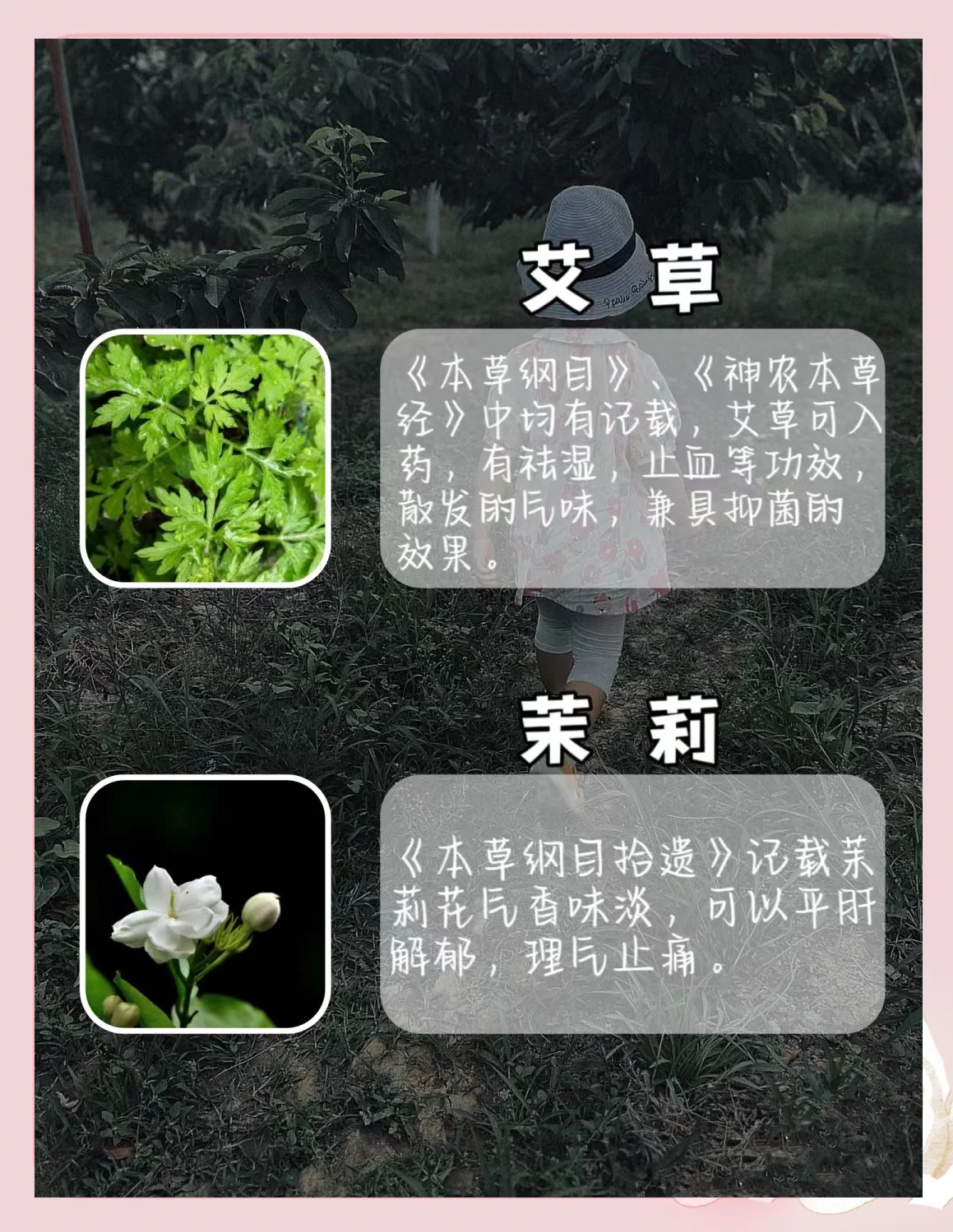 驱蚊草怎么养